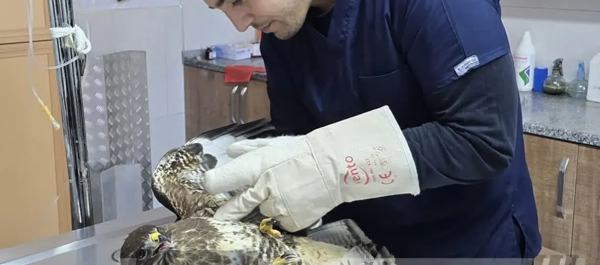 Seydikemer'de Yaralı Şahin Bulundu: Kanadında Kırık Tespit Edildi