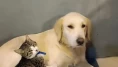 Vanilya, Köyceğiz Tango Pansiyon Civarında Kayboldu (Kayıp Köpek)