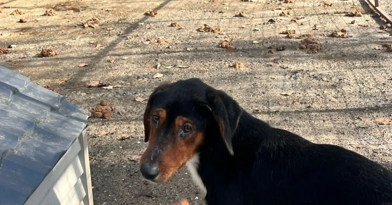 Köyceğiz’de Barınak İddiaları Şok Etti: Hayvanlar Susuz ve Mamasız mı Bırakıldı? 1