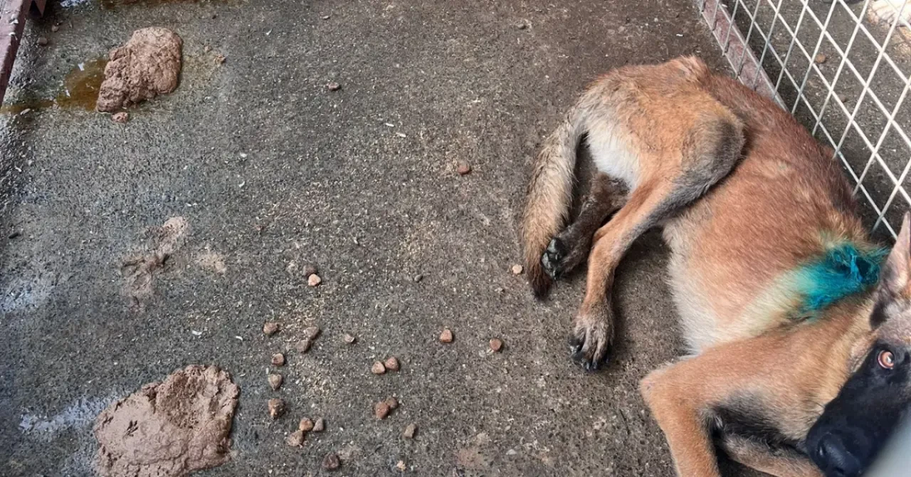 Köyceğiz’de Barınak İddiaları Şok Etti: Hayvanlar Susuz ve Mamasız mı Bırakıldı? 3