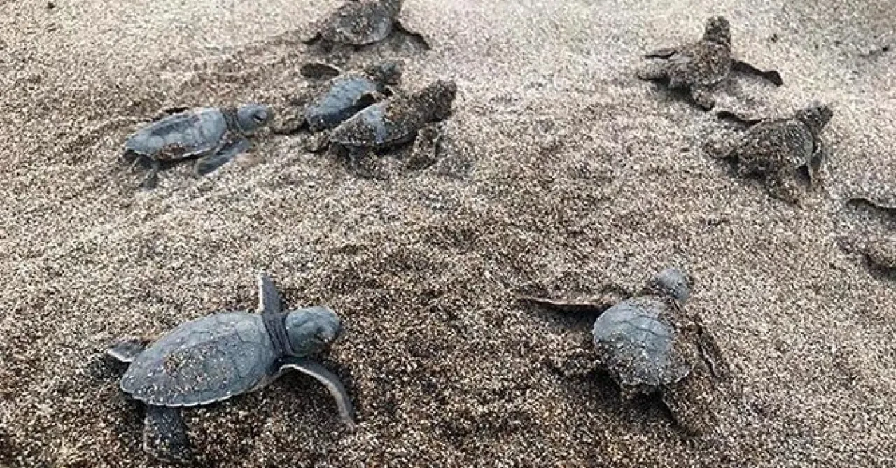 Küresel Isınma Cinsiyet Dengesini Bozuyor