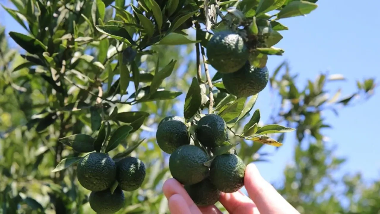 Bodrum Belediyesi’nden Mandalinaya Destek: 12 Ton Alım Gerçekleşti