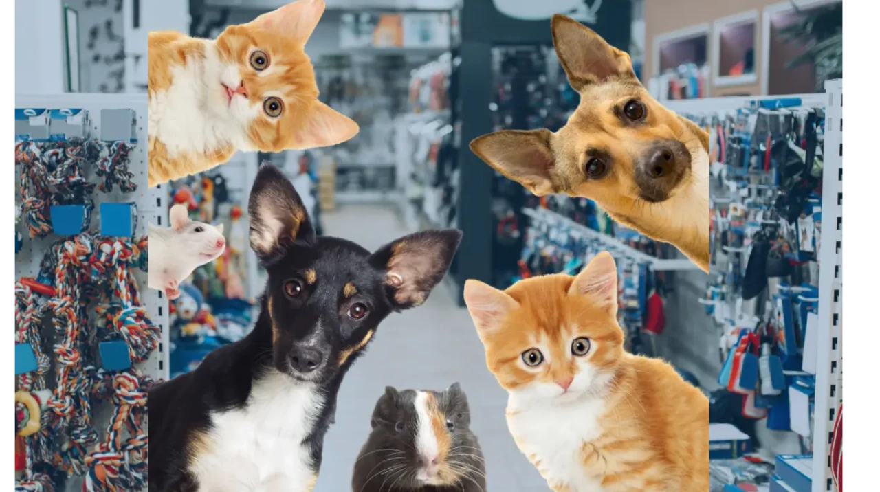 Köyceğiz’de Petshop Nerede? Evcil Hayvan Ürünleri İçin Tek Adres