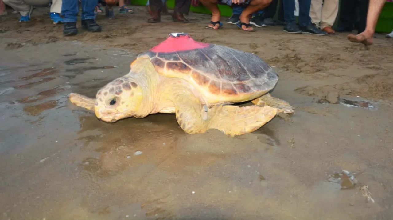 Yaralı Caretta Caretta Tuba, Yıllar Sonra Dalyan’a Döndü: 28 Bin Kilometrelik Yolculuk
