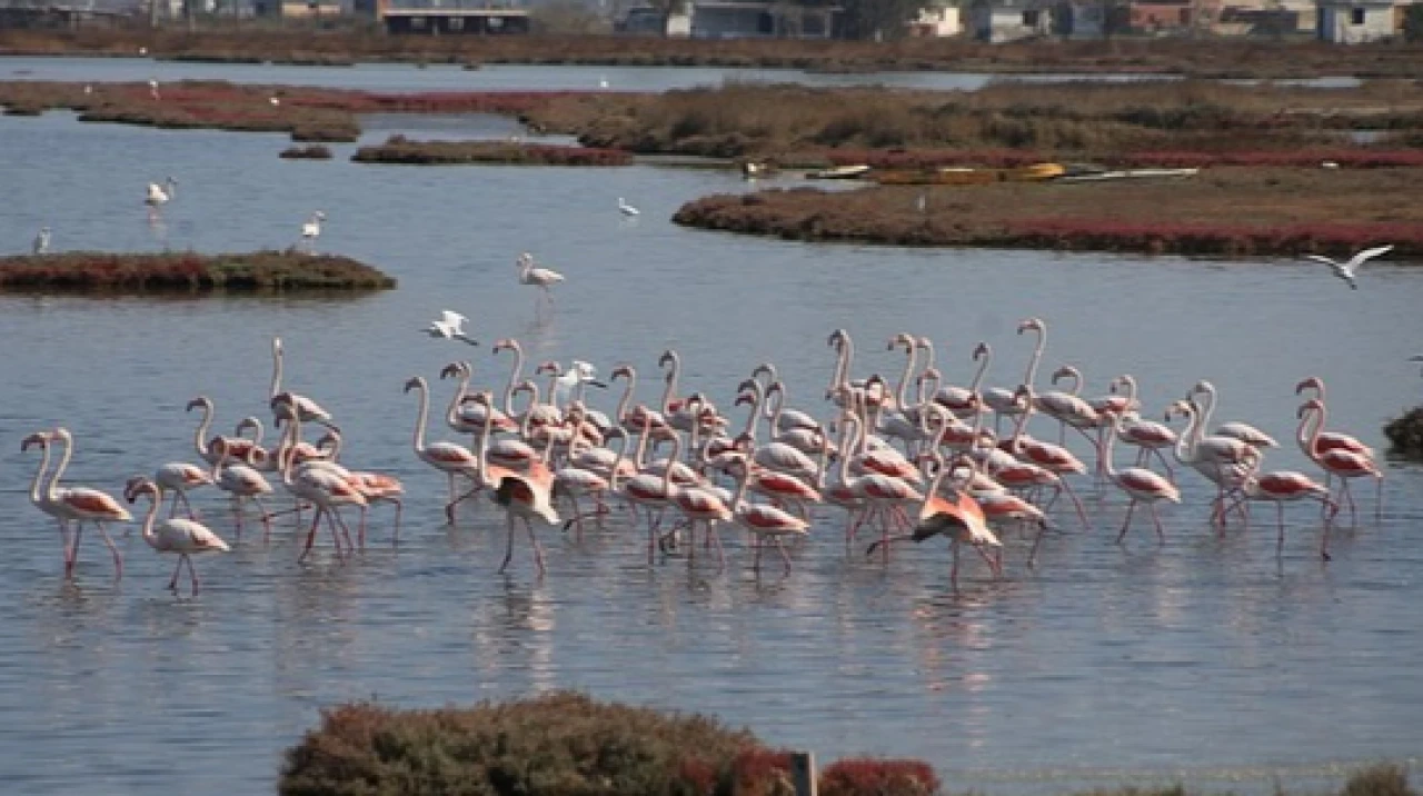 Allı Turnalar Tuzla Sulak Alanı’na Geldi! Milas’ta Flamingo Göçü Başladı