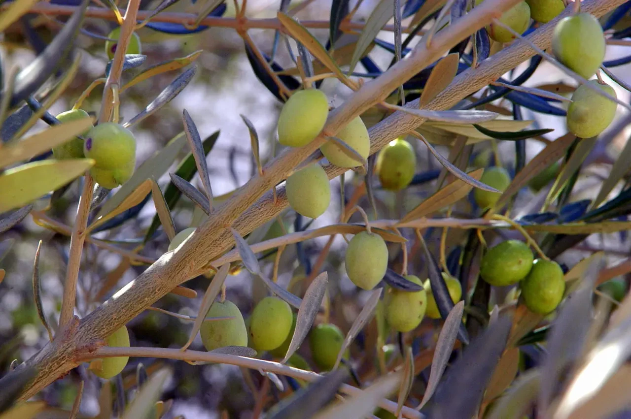 Muğla Büyükşehir Belediyesi’nden Zeytin İhalesi Duyurusu