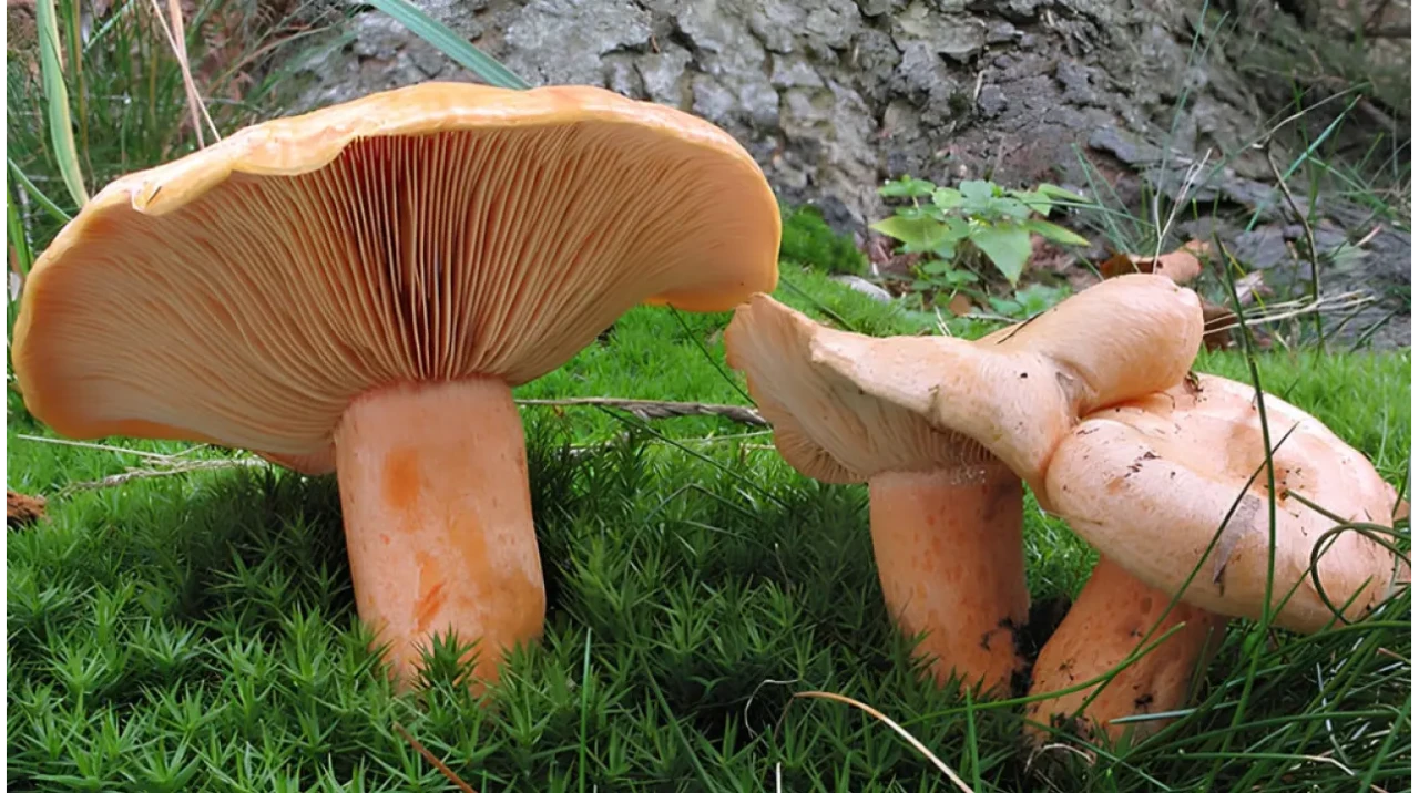 Çıntar Sezonu Açıldı! Karabörtlen Ormanlarında Sepetler Doldu