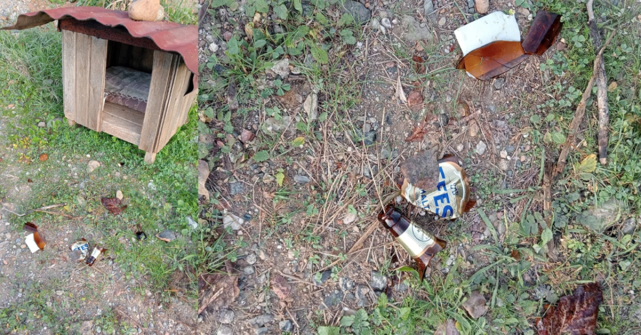 Köyceğiz’de Sokak Hayvanına Kırık Camla Saldırı Girişimi Tepki Çekti