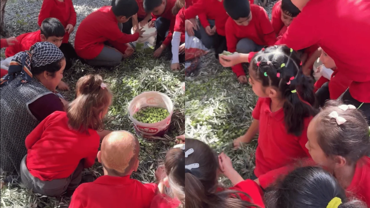 Köyceğiz’de öğrenciler zeytin hasadı yaptı! Demirli İlkokulu’nda Doğa Eğitimi Sürprizi