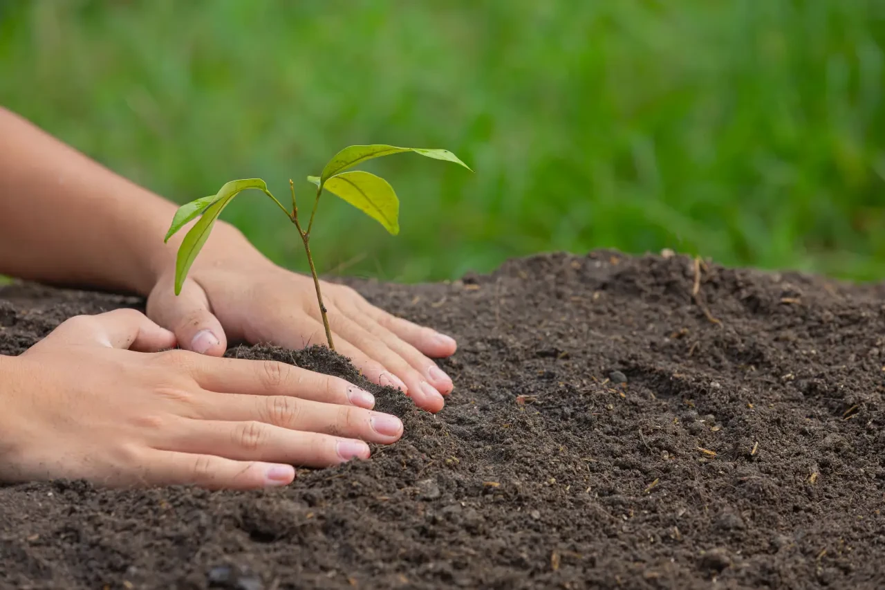 Köyceğiz’de 11 Kasım Ağaçlandırma Günü! Halk Davet Edildi