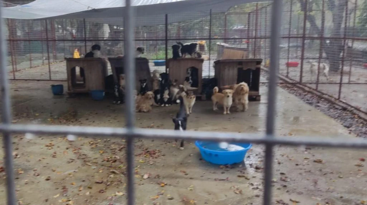 Köyceğiz’de Barınak Krizi! Hayvan Dostları Yardım Çağrısı Yaptı, Tepkiler Büyüyor