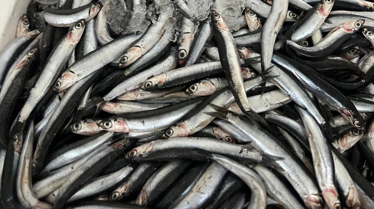 Dalaman'da Taze Karadeniz Bolluğu, İndirimli Fiyatlar!