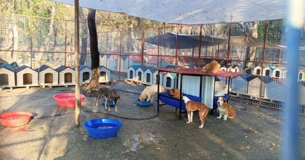 Köyceğiz Belediyesi Barınağına 95 Plastik Kulübe ve 8 Yemlik Kuruldu