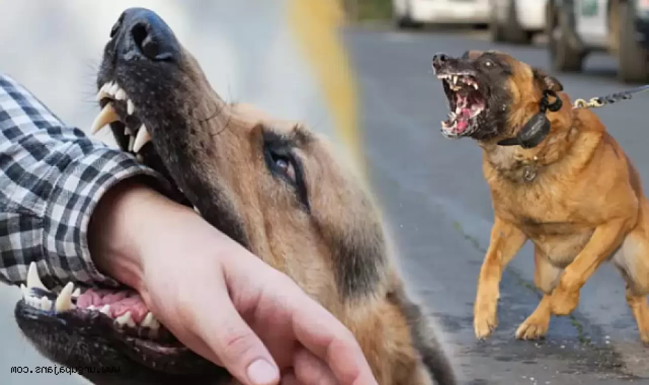 Köyceğiz’de Köpek Saldırısına Uğrayan 11 Yaşındaki Salih’ten Sevindiren Haber
