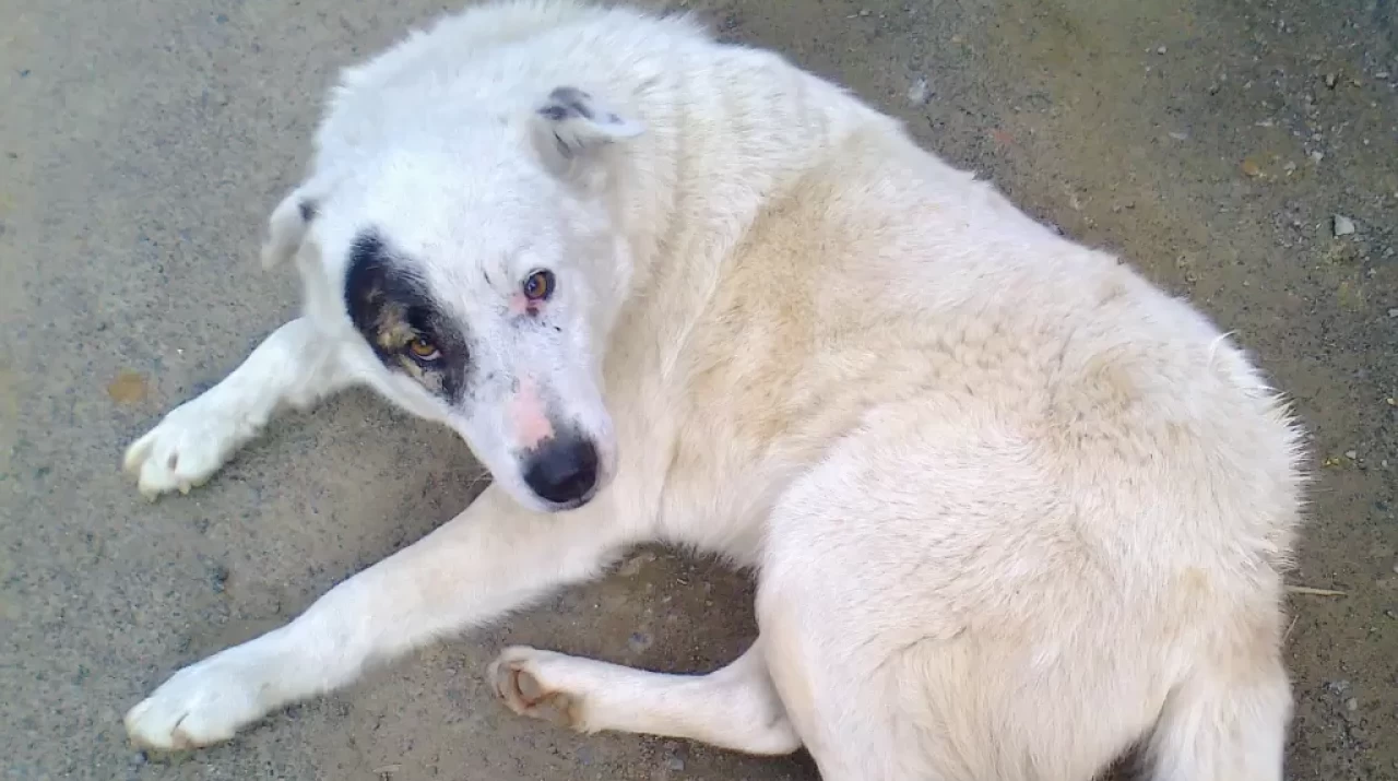 Köyceğiz Yayla Köyü’nde Sokak Köpeklerinin Öldürülmesi İddiası Gündemde