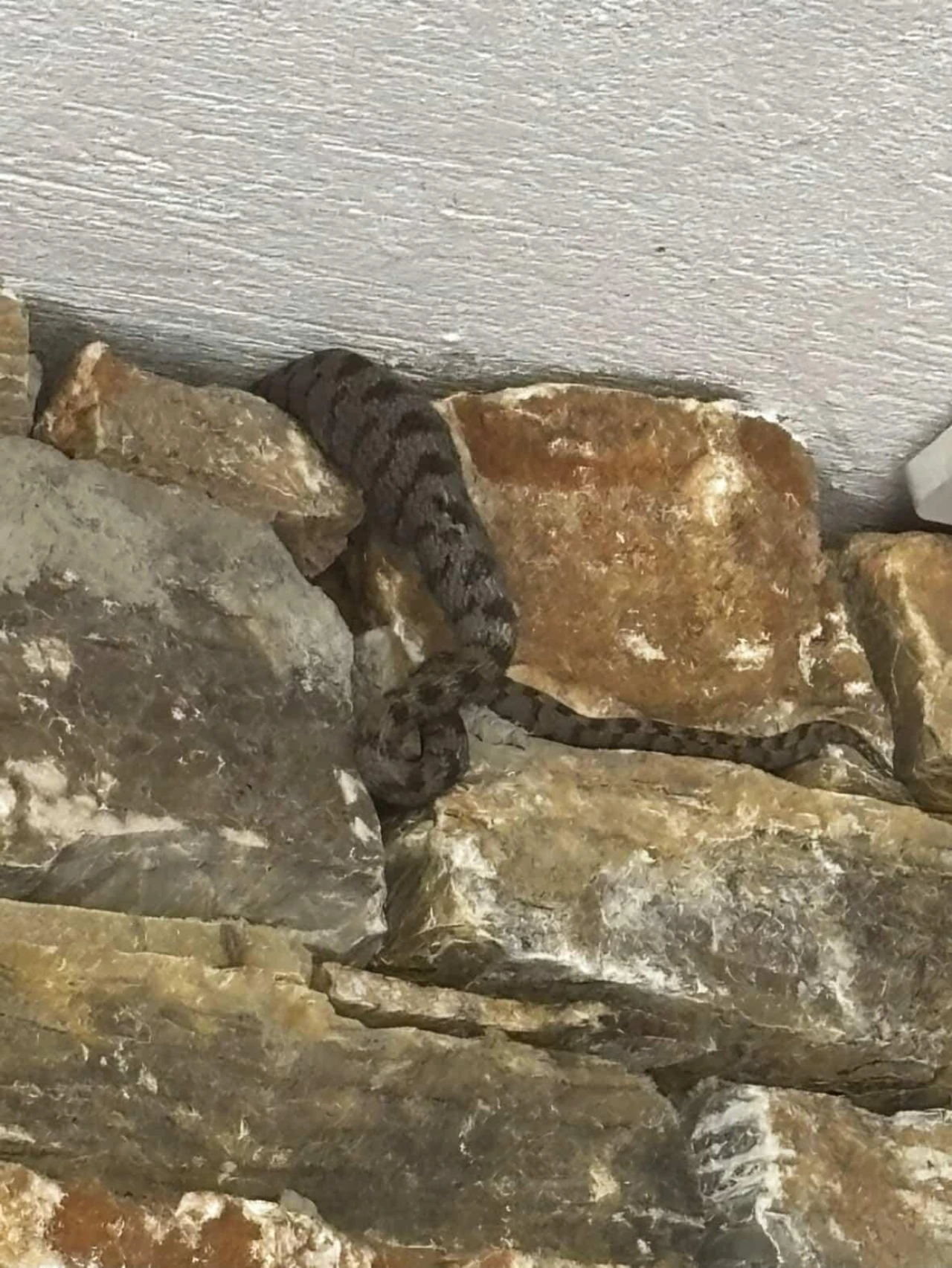 Köyceğiz Zeytinalanı’nda Bir Evde Engerek Yılanı Yakalandı