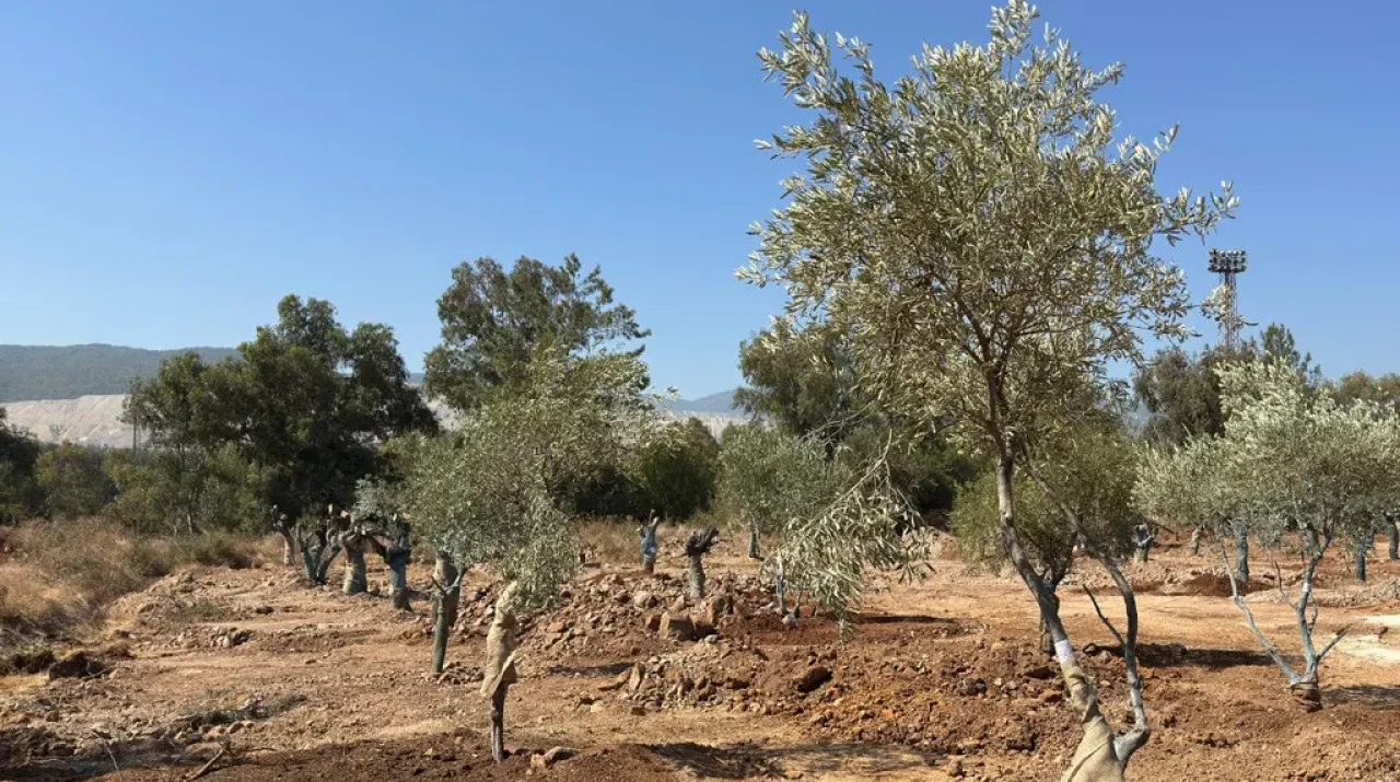 Muğla’da 151 Zeytin Ağacı Yeniden Hayat Buldu! Bilimsel Taşıma Başarıyla Tamamlandı