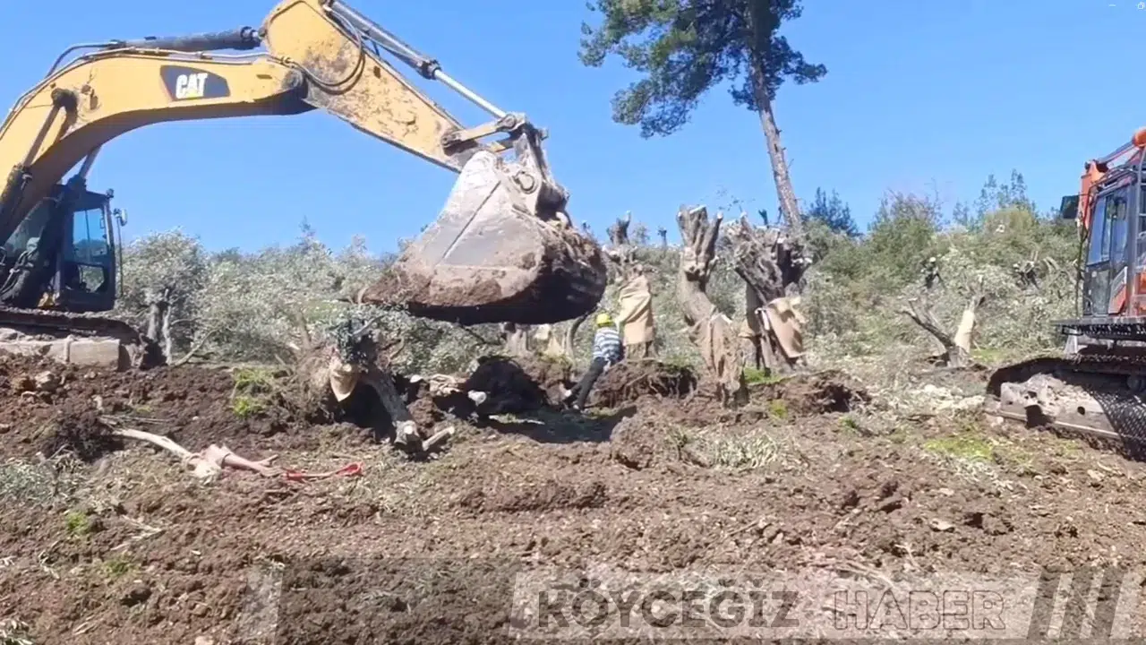 Akbelen'de Anayasal Suç İddiası: Limak ve İçtaş Zeytinleri Söküyor!