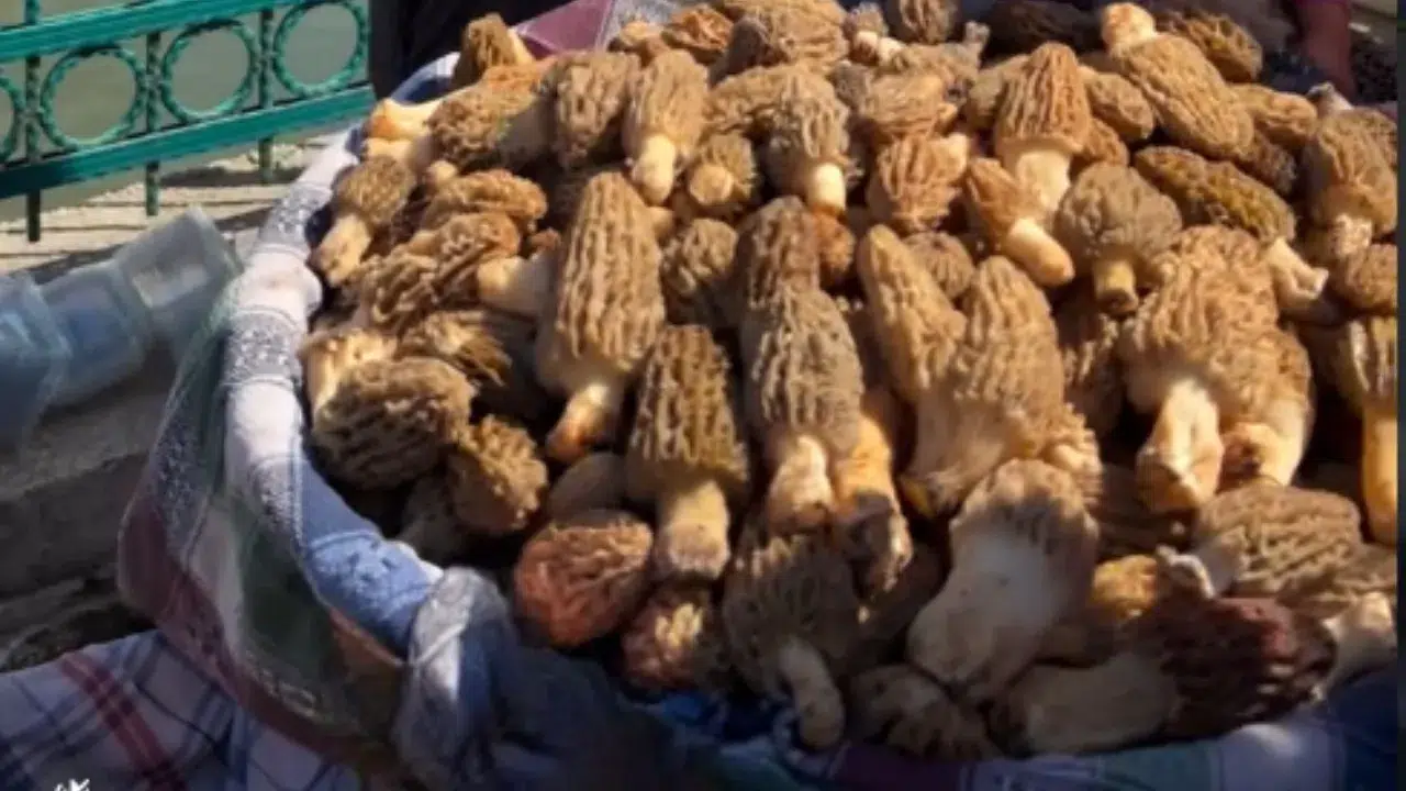 Fethiye Salı Pazarı’nda Kuzu Göbeği Fiyatı Dudak Uçuklattı!