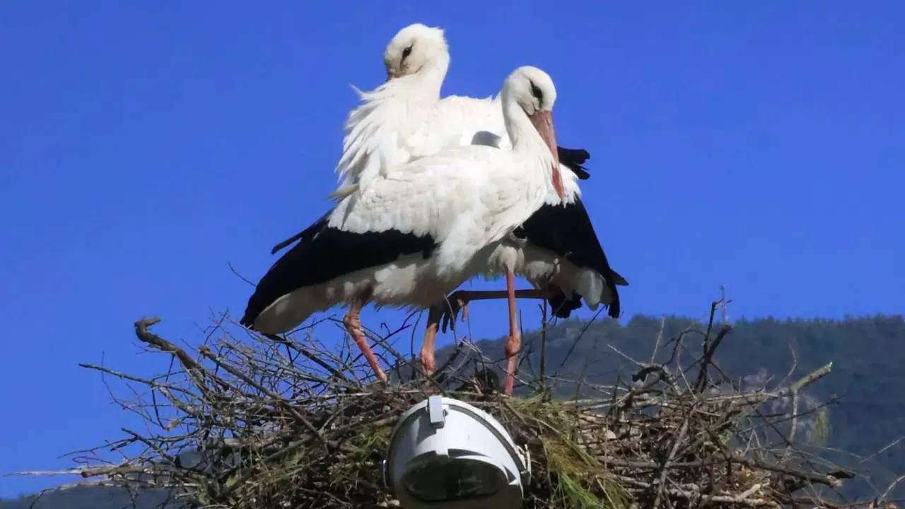 Akçapınar’da Baharın Müjdecisi: Leylekler Yuvalarına Döndü