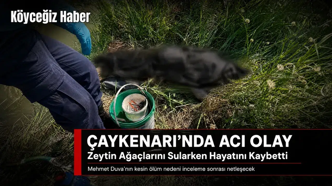 Mehmet Duva Zeytin Ağaçlarını Sularken Can Verdi