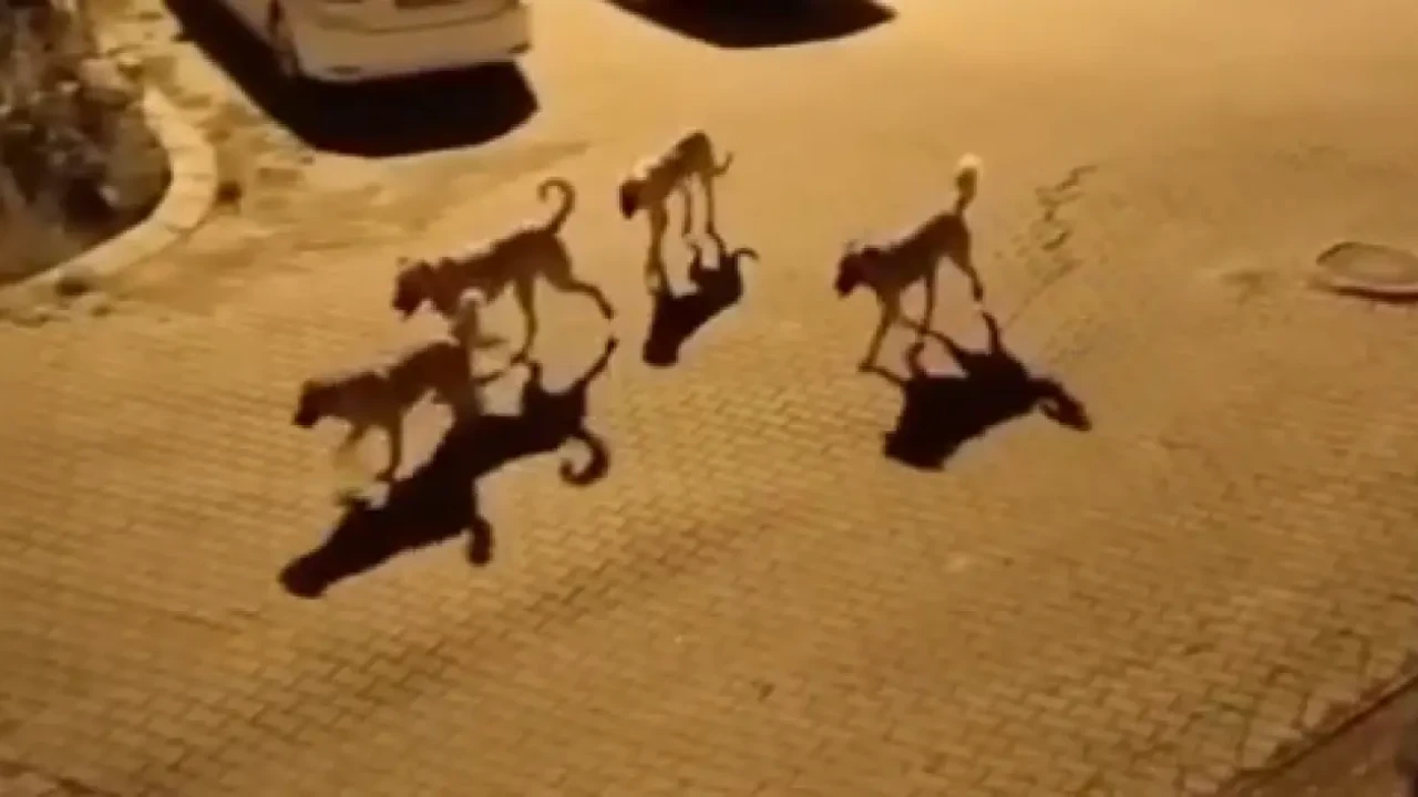 Muğla'da köpek sorunu kontrolden mi çıktı? Vatandaşın isyanı belediyeyi zora soktu!