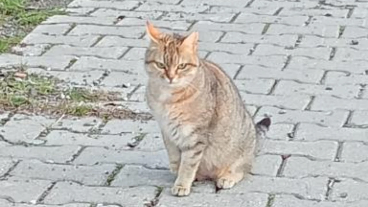 Köyceğiz’in Şanslı Kedisi  British : Sokaktan Kurtarıldı, Yeni Ailesini Bekliyor!