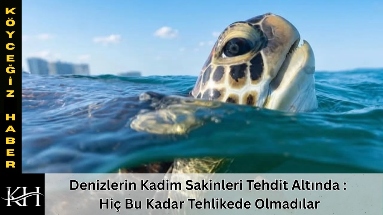 Denizlerin Kadim Sakinleri Tehdit Altında : Hiç Bu Kadar Tehlikede Olmadılar