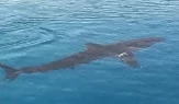 Muğla Tuzla Koyu’nda Beyaz Kum Köpekbalığı Görüntülendi Uzmanlar Zararsız Olduğunu Açıkladı