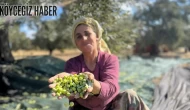 Milas'ta günlük 3.000 liraya zeytin çırpacak işçi bulunamadığı öğrenildi...
