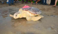 Yaralı Caretta Caretta Tuba, Yıllar Sonra Dalyan’a Döndü: 28 Bin Kilometrelik Yolculuk