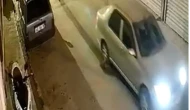 Milas’ta Nesli Tükenmekte Olan Oklu Kirpi Araç Altında Sürüklendi: Hayvan Telef Oldu