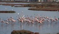 Allı Turnalar Tuzla Sulak Alanı’na Geldi! Milas’ta Flamingo Göçü Başladı