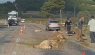 Seydikemer’de Otomobil Koyun Sürüsüne Çarptı: 15 Koyun Telef Oldu