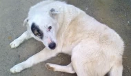Köyceğiz Yayla Köyü’nde Sokak Köpeklerinin Öldürülmesi İddiası Gündemde
