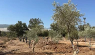 Muğla’da 151 Zeytin Ağacı Yeniden Hayat Buldu! Bilimsel Taşıma Başarıyla Tamamlandı