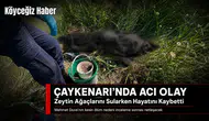 Mehmet Duva Zeytin Ağaçlarını Sularken Can Verdi