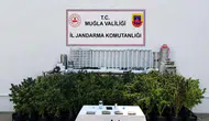 Bodrum'da Dev Uyuşturucu Operasyonu: 56 Kök Kenevir Yakalandı!