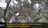 Menteşe'de Zeytin Budama Seferberliği: Çiftçiye Sahada Eğitim