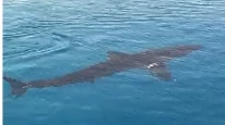 Muğla Tuzla Koyu’nda Beyaz Kum Köpekbalığı Görüntülendi Uzmanlar Zararsız Olduğunu Açıkladı