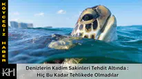 Denizlerin Kadim Sakinleri Tehdit Altında : Hiç Bu Kadar Tehlikede Olmadılar