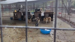 Köyceğiz’de Barınak Krizi! Hayvan Dostları Yardım Çağrısı Yaptı, Tepkiler Büyüyor