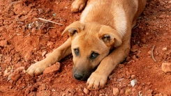 Köyceğiz Ulucami Mahallesi’nde Sokak Hayvanlarına Zehirli Yiyecek Skandalı