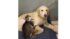 Vanilya, Köyceğiz Tango Pansiyon Civarında Kayboldu (Kayıp Köpek)