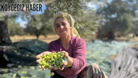 Milas'ta günlük 3.000 liraya zeytin çırpacak işçi bulunamadığı öğrenildi...