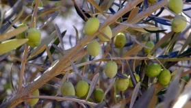 Muğla Büyükşehir Belediyesi’nden Zeytin İhalesi Duyurusu