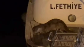 Fethiye'de Su Samuru Görüntülendi: Körfezde Yaşam Sinyali Sevindirdi