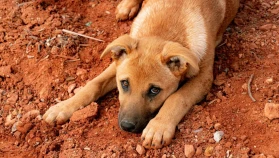 Köyceğiz Ulucami Mahallesi’nde Sokak Hayvanlarına Zehirli Yiyecek Skandalı