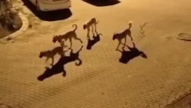 Muğla'da köpek sorunu kontrolden mi çıktı? Vatandaşın isyanı belediyeyi zora soktu!