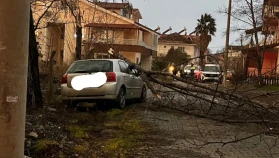 Köyceğiz Ulucami'de korkutan anlar! Dev ağaç otomobilin üzerine böyle devrildi